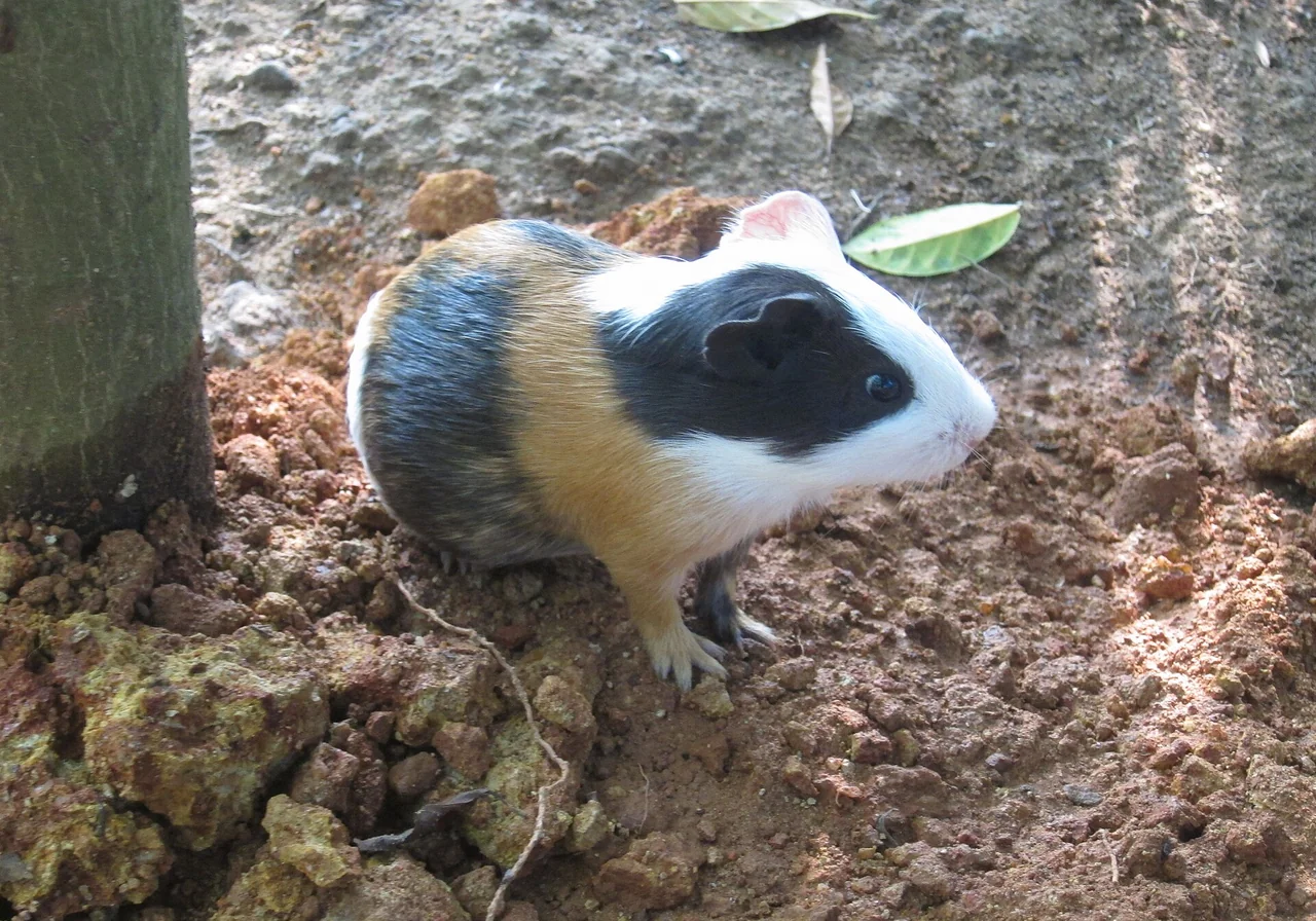Rex guinea pig — Short, woolly coat with no guard hairs — soft and slightly coarse at once.