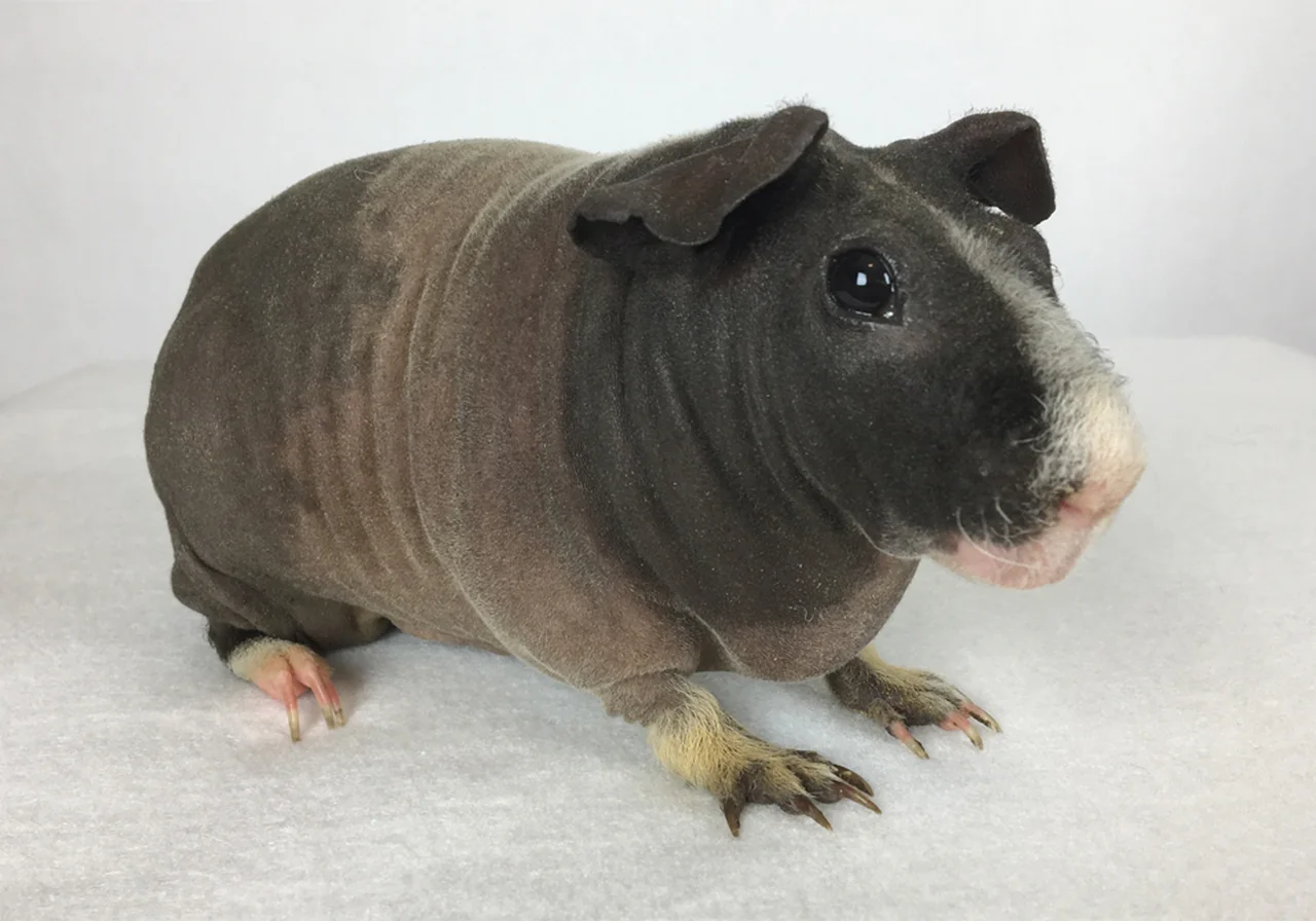 Skinny — guinea pig breed