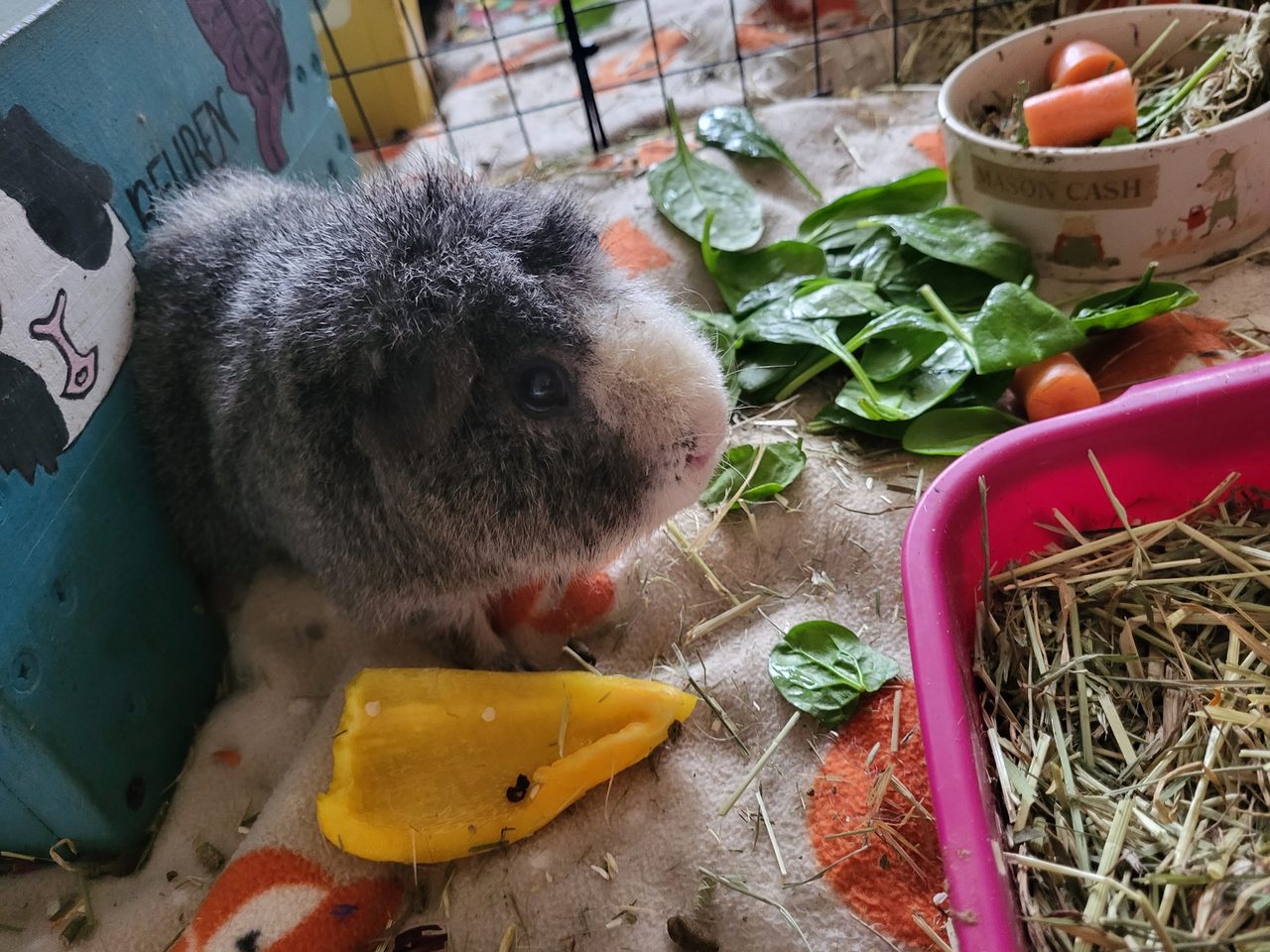 Teddy — guinea pig breed
