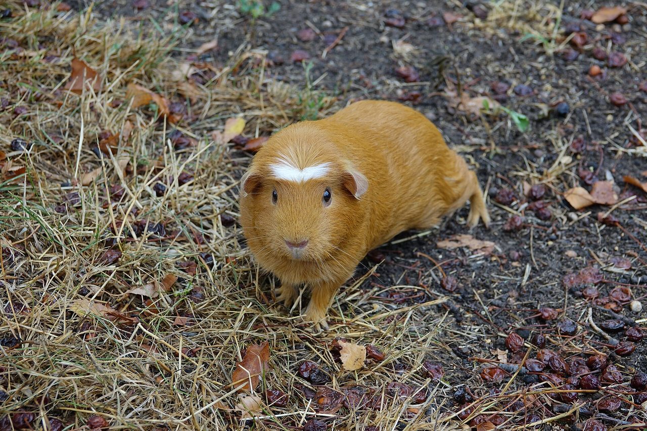 Texel guinea pig — Long curls cover the entire body — one of the most demanding cavy coats.