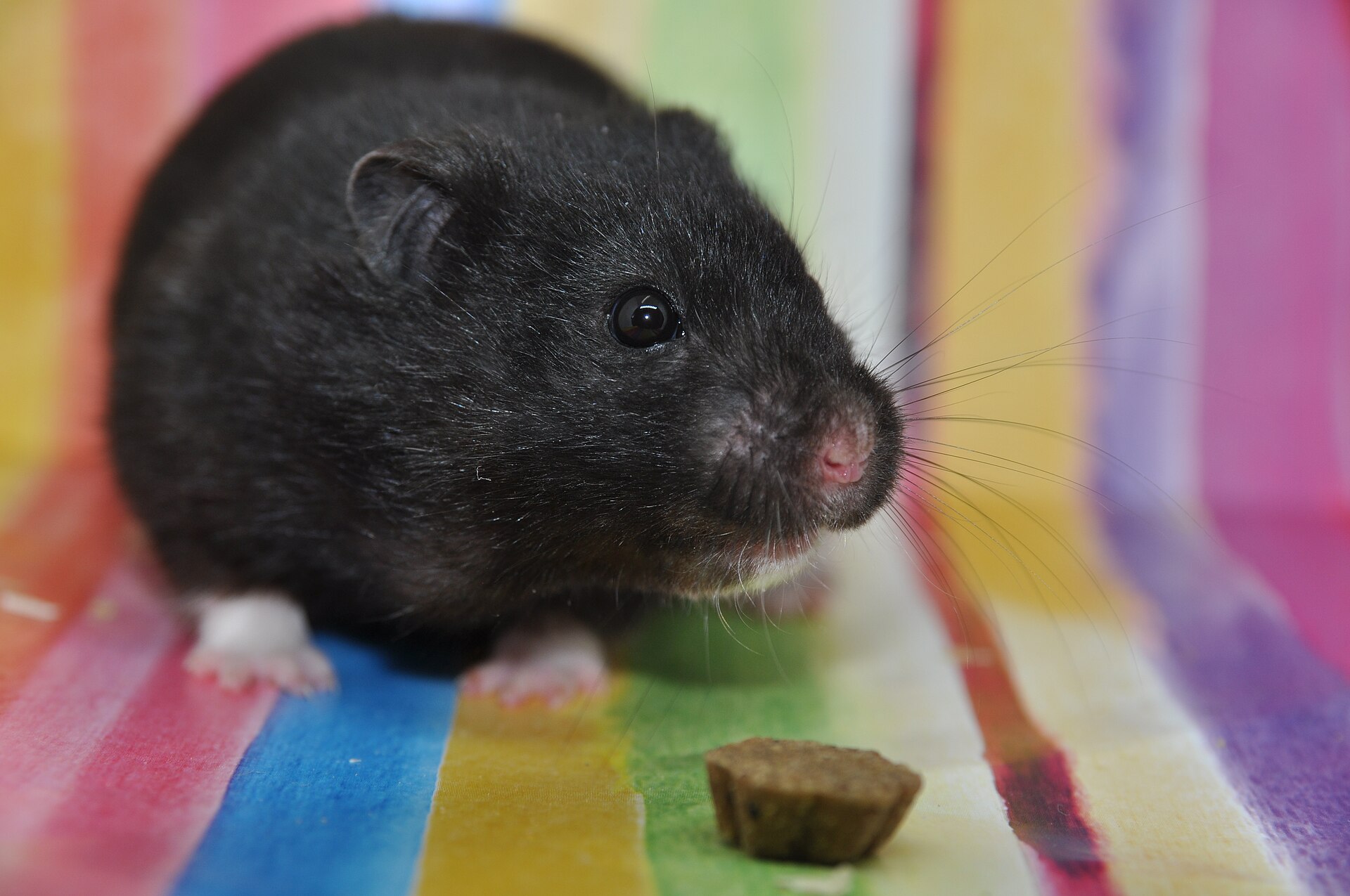 Black Bear — hamster breed