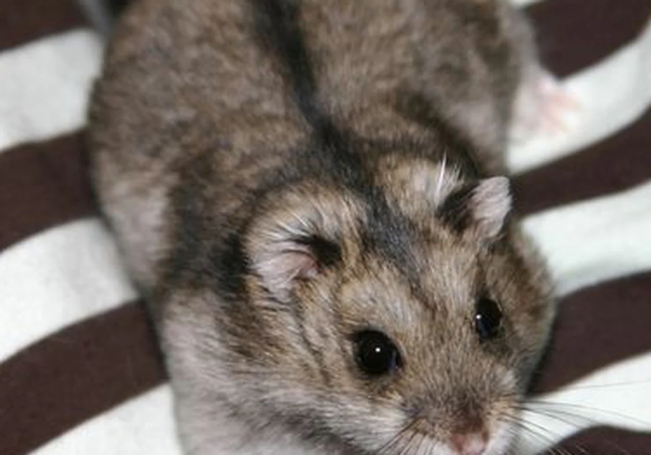 Campbell's Dwarf — hamster breed