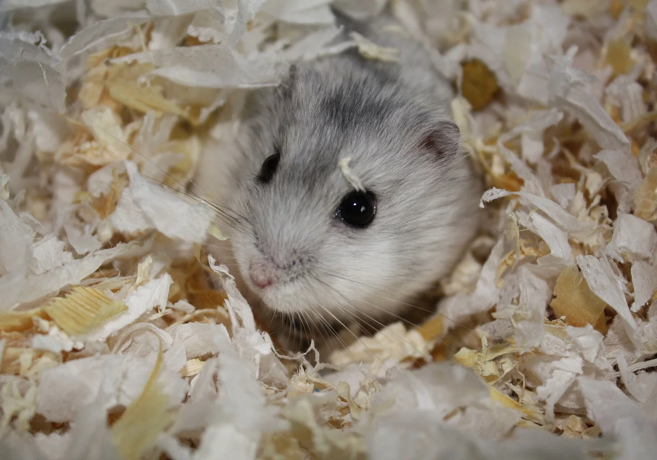 Grey Dwarf Hamster hamster — A small desert hamster occasionally sold in the pet trade — needs expert care and space.