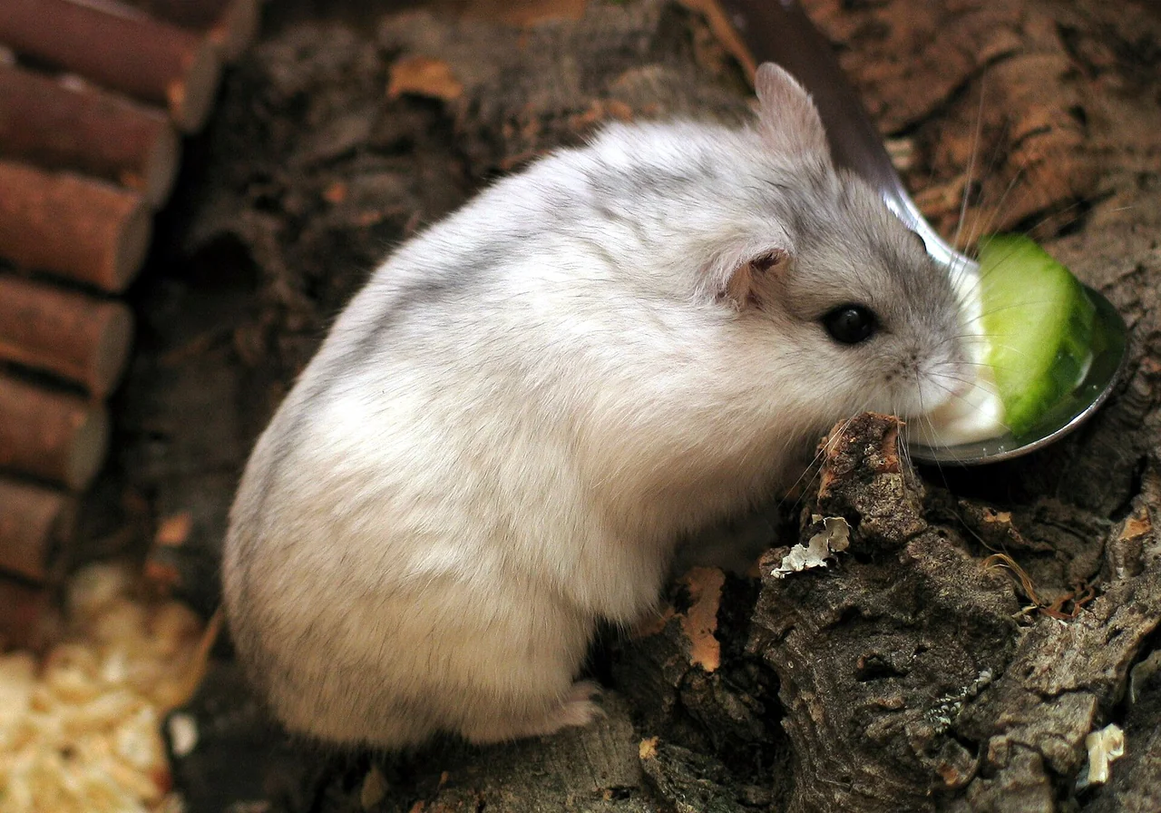 Russian Dwarf hamster — Pet-shop label often covering Campbell's and winter white hybrids.