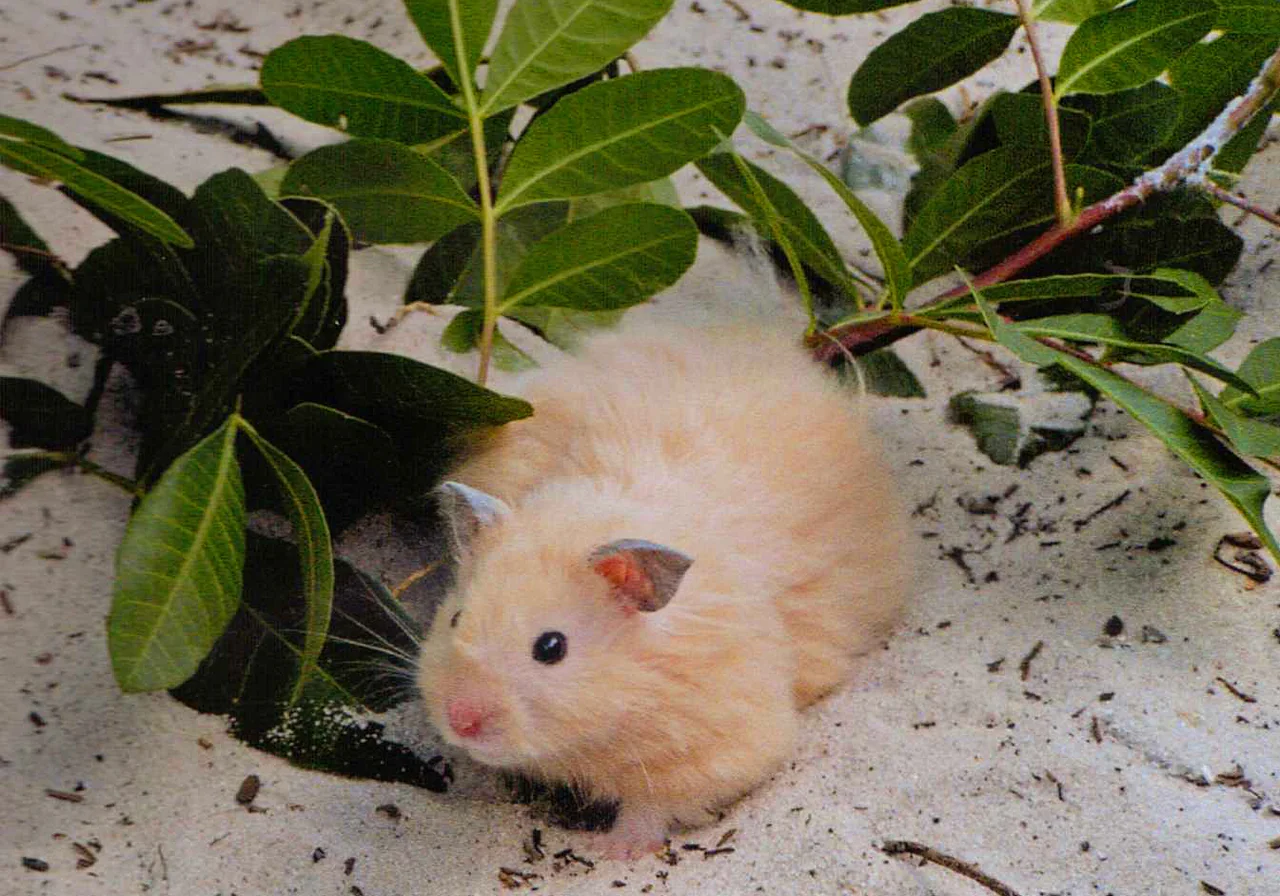 Teddy Bear hamster — Long-haired Syrian type with a fluffy 'teddy' coat — grooming during moults.