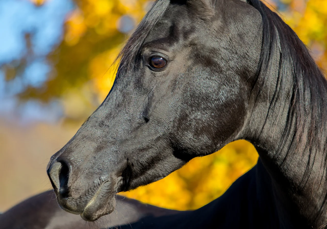 Arabian — horse breed