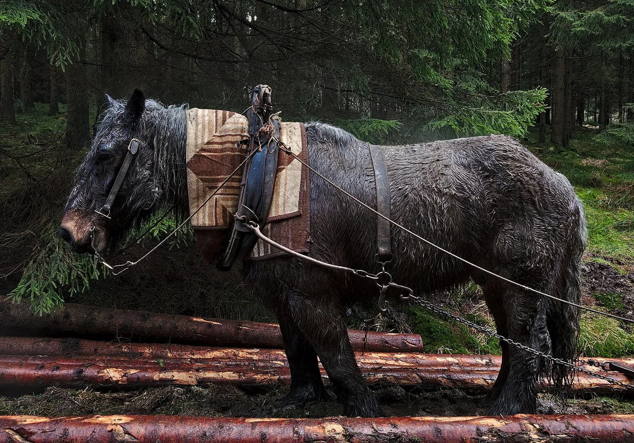 Belgian Draft horse — A broad, powerful draught breed still used in logging and farming.