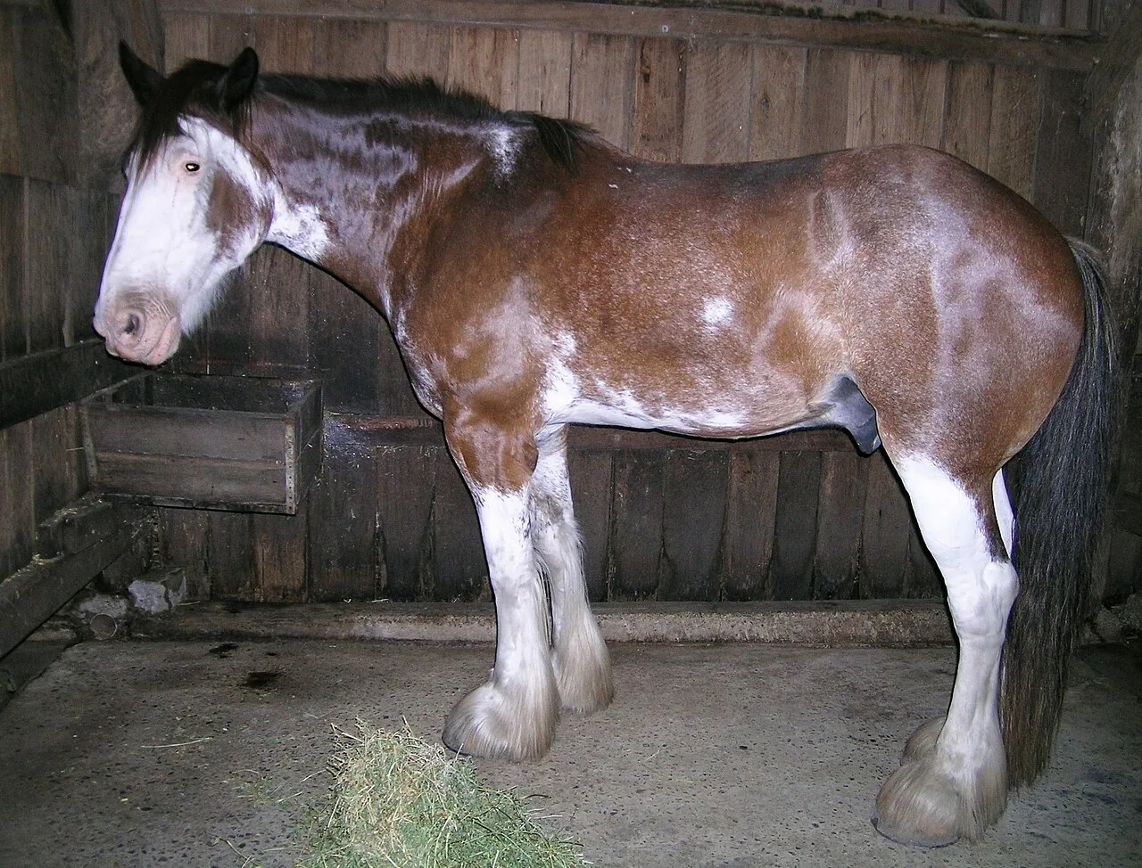 Clydesdale — horse breed