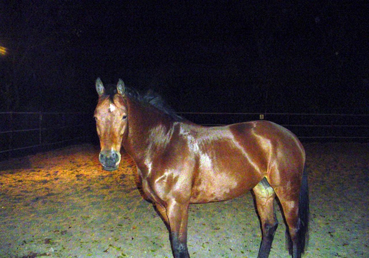 Dutch Warmblood — horse breed