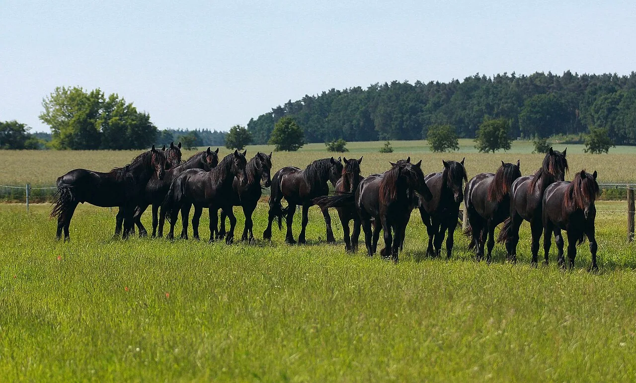 Friesian horse — Jet-black baroque horse with flowing mane and high-stepping movement.