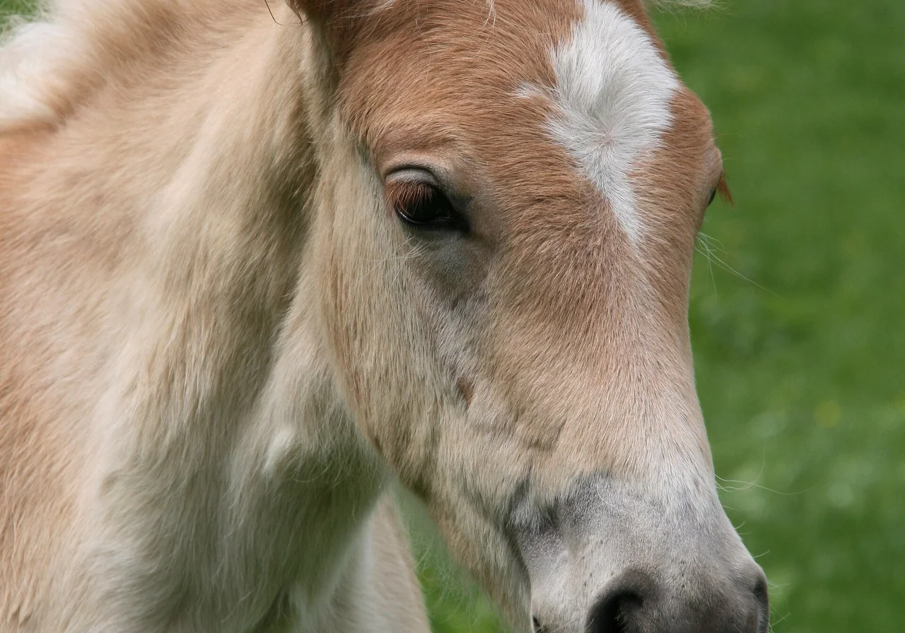 Haflinger — horse breed