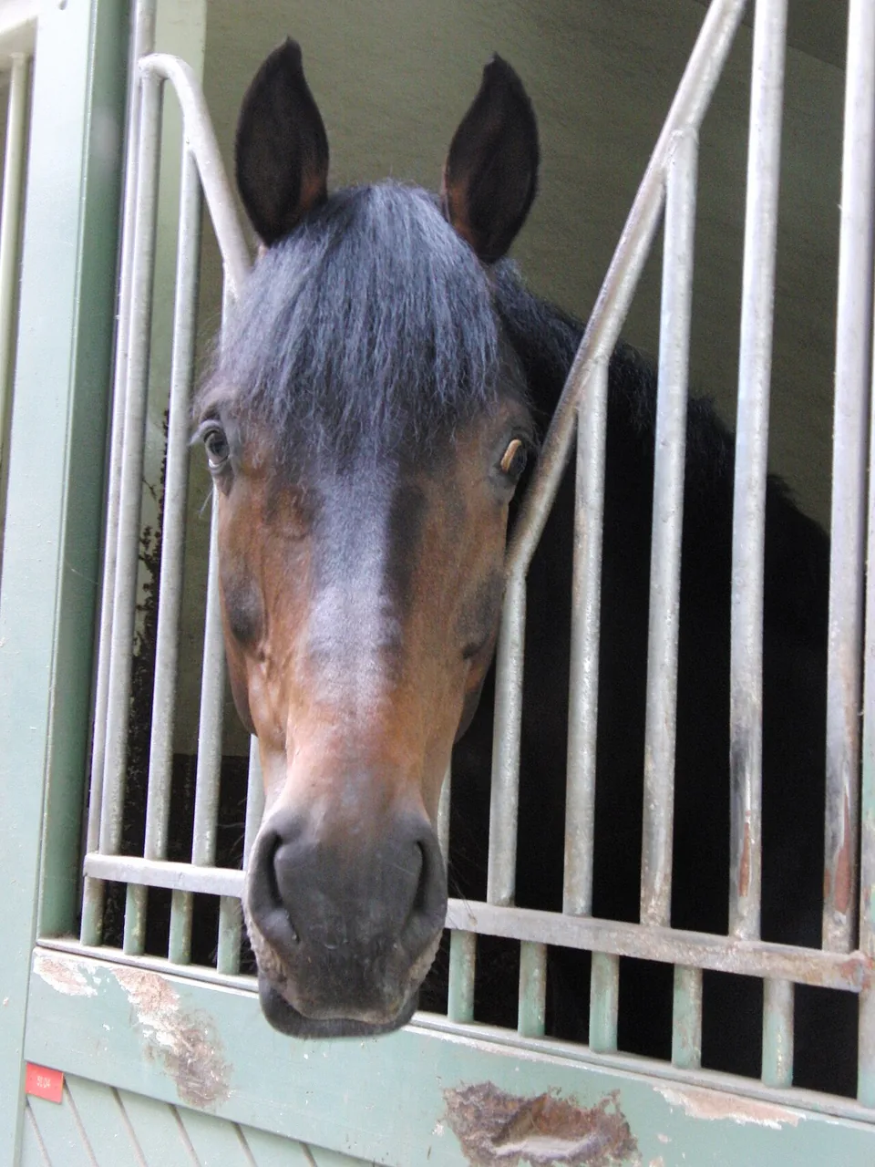 Hanoverian — horse breed