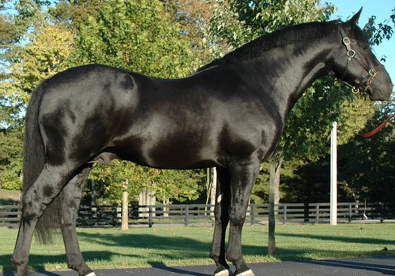 Irish Draught horse — Ireland's native draught — foundation of many Irish Sport Horses.