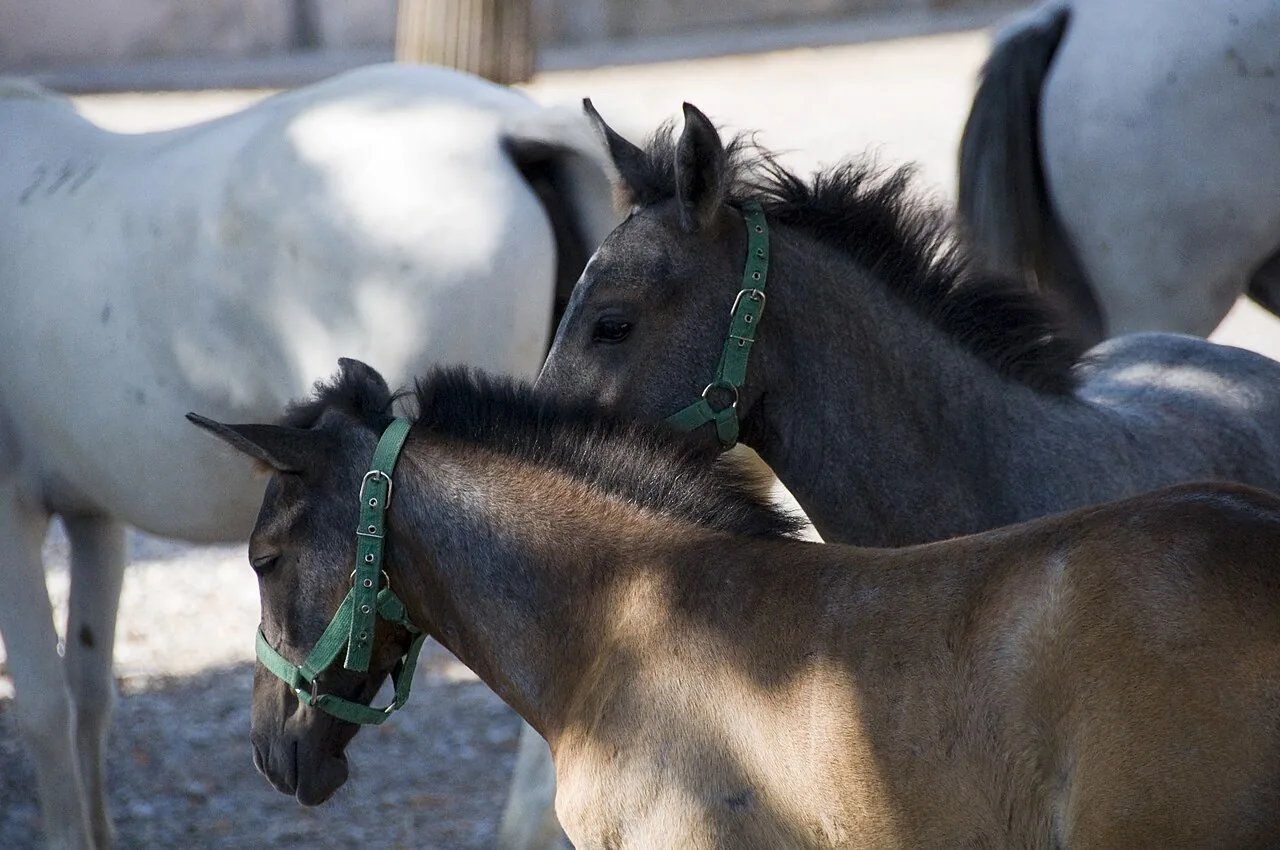 Lipizzan horse — White grey horses of the Spanish Riding School and classical dressage.