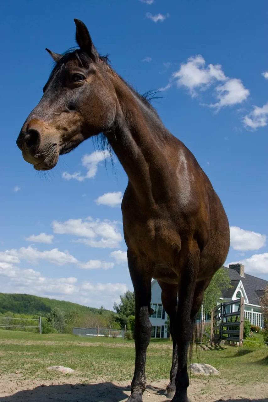 Morgan horse — One of America's oldest breeds — compact power and all-round ability.