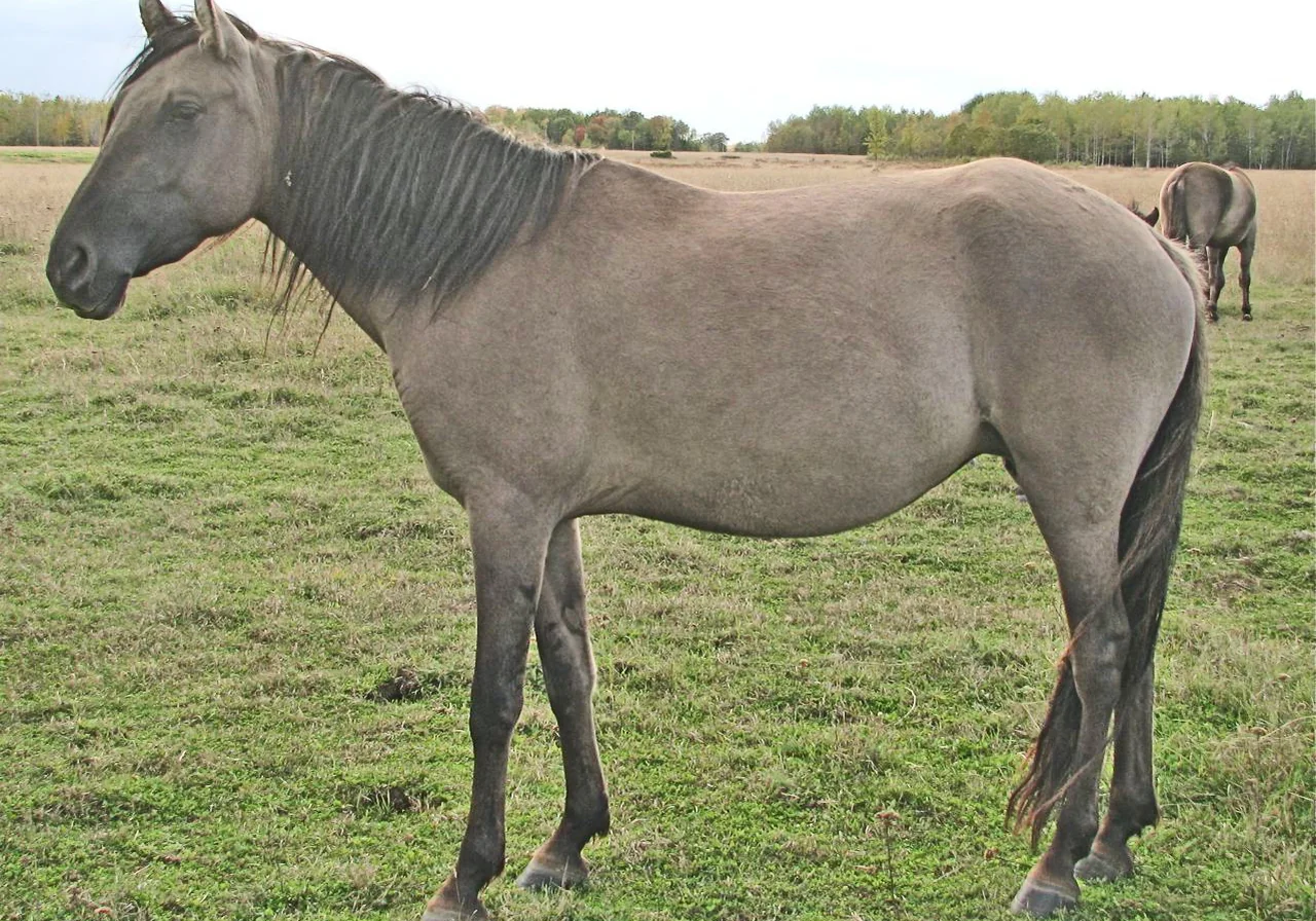Mustang — horse breed