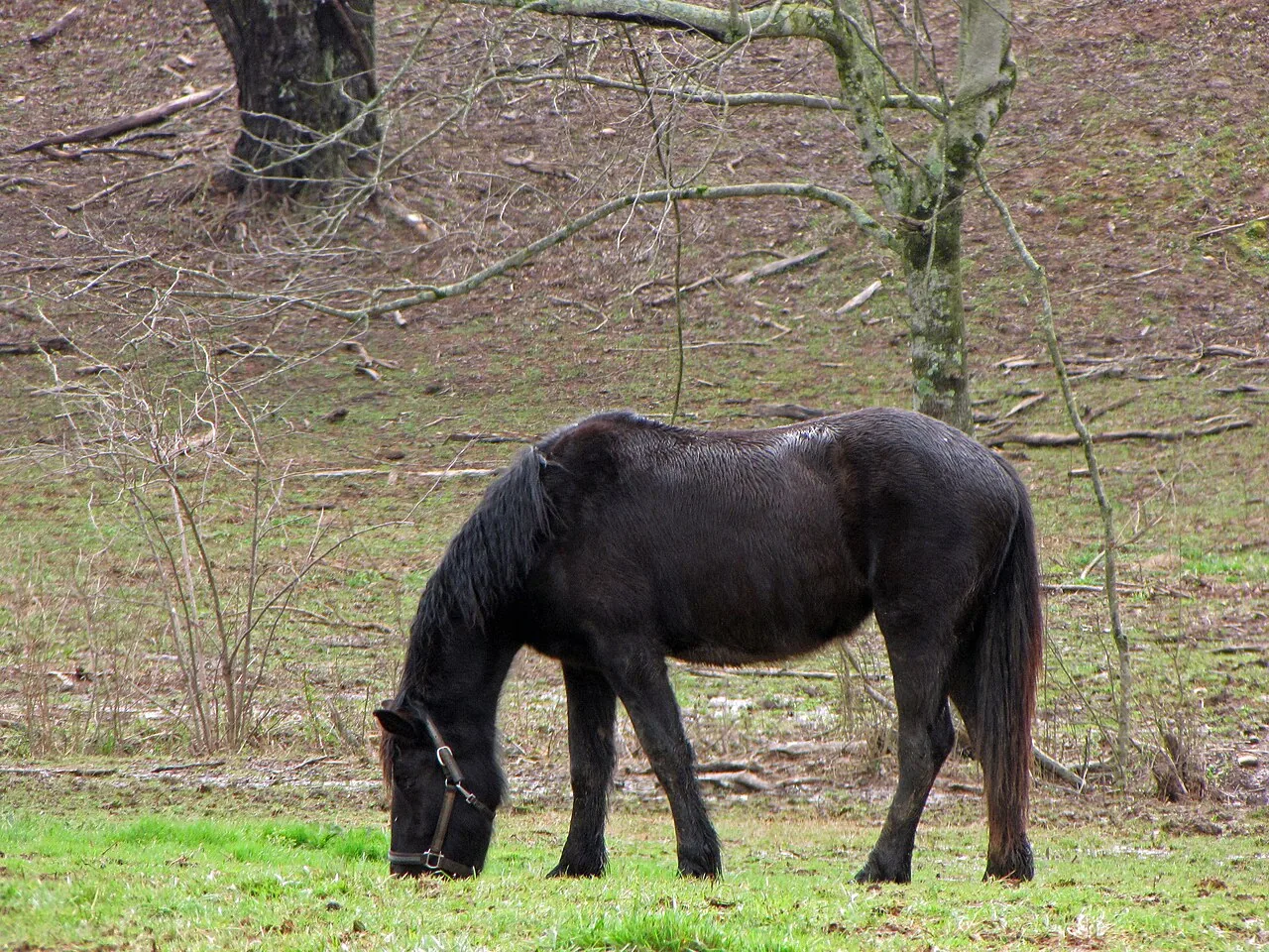 Percheron — horse breed