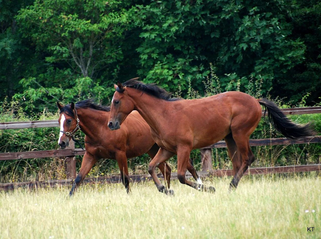 Thoroughbred — horse breed