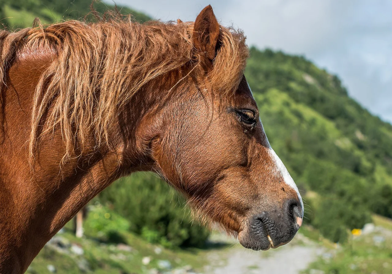 Welsh Pony — horse breed