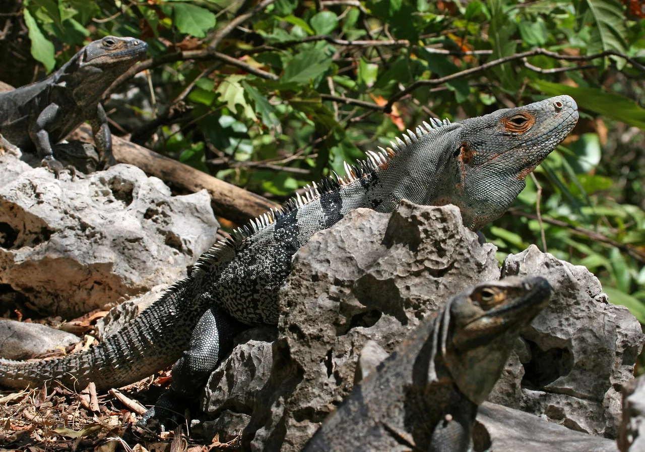 Black Iguana — iguana species