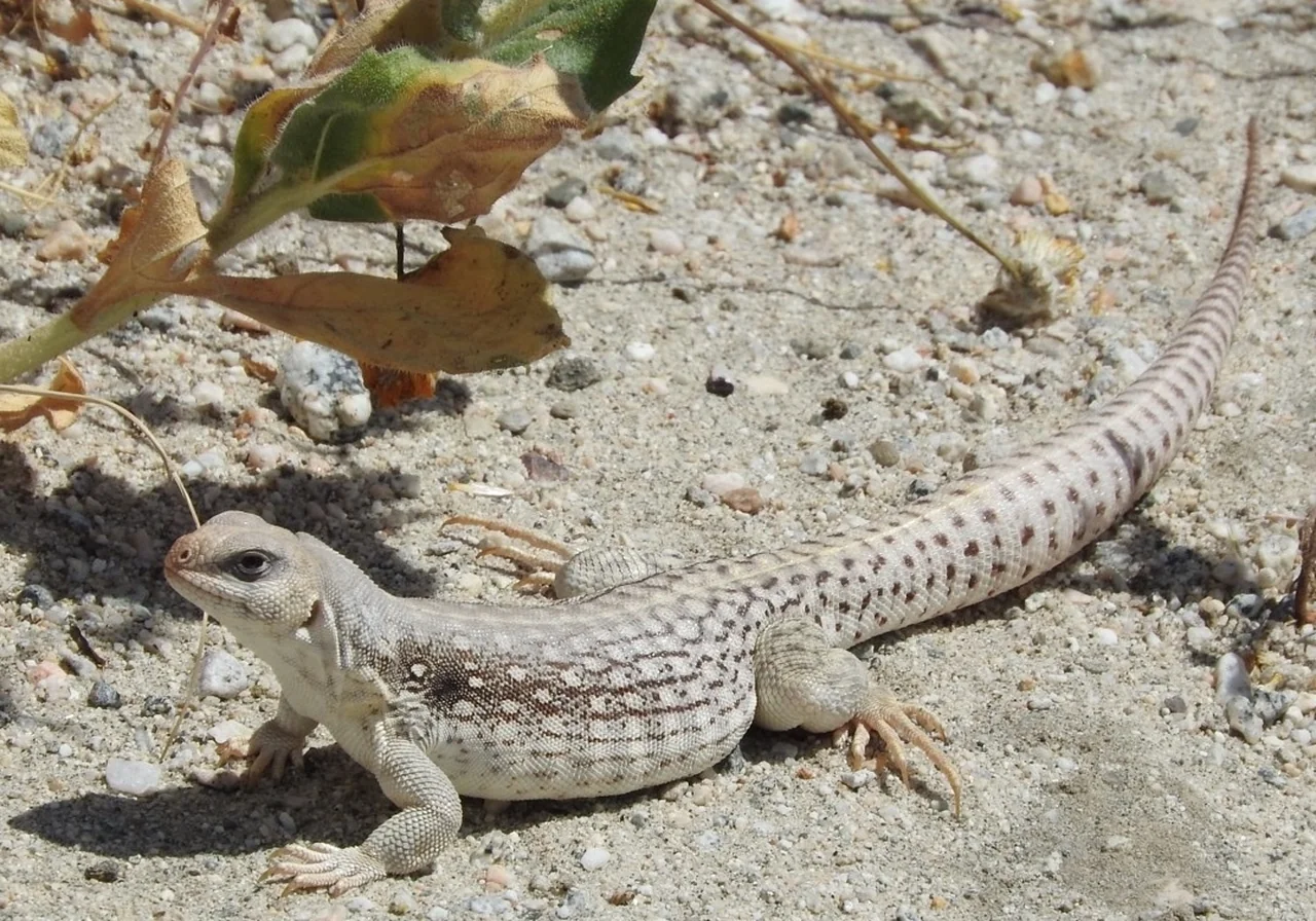 Desert Iguana iguana — North American desert specialist — rarely kept and needing true desert habitat.