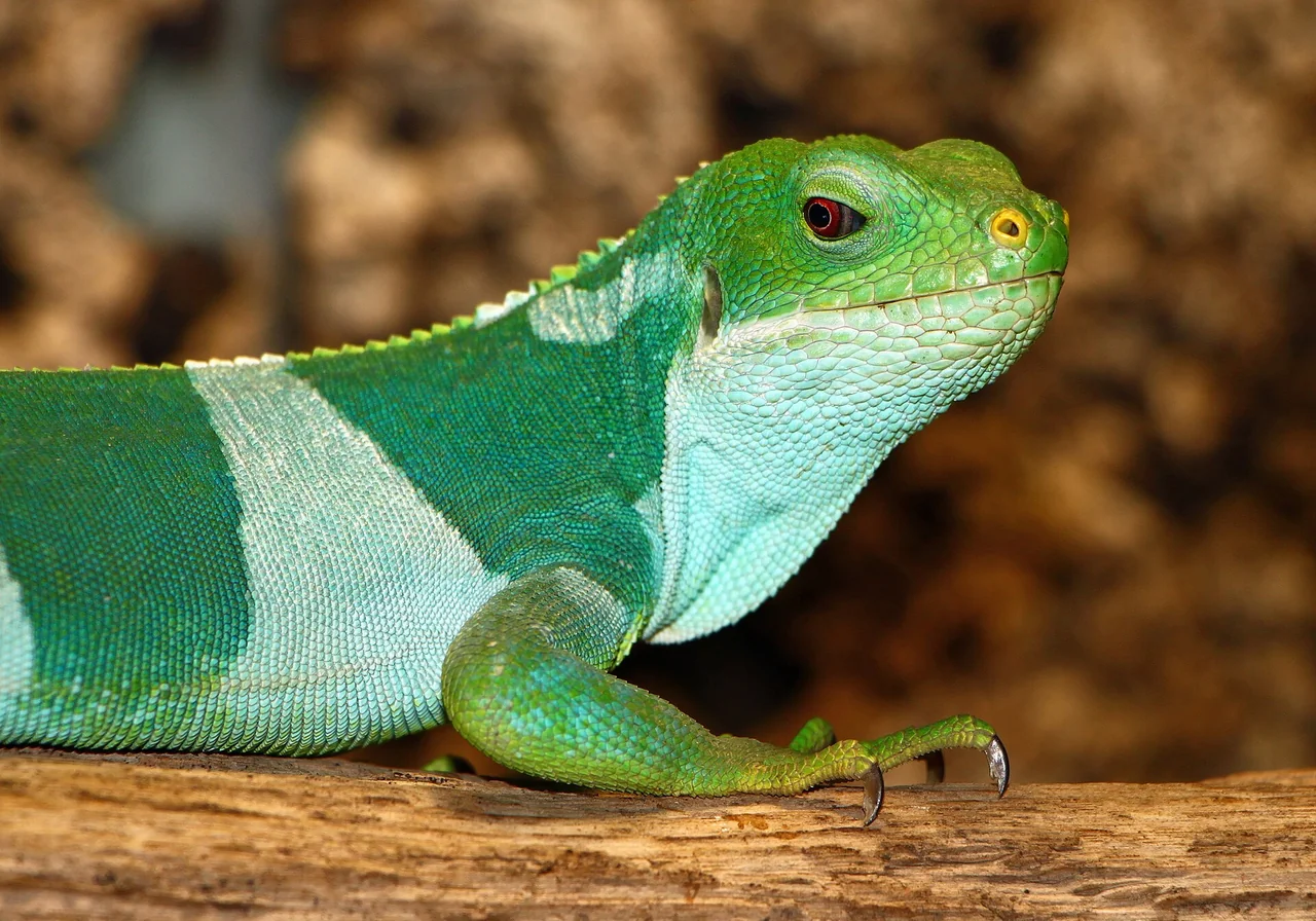Fiji Banded Iguana — iguana species