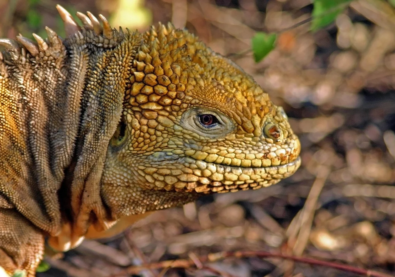 Galápagos Land Iguana — iguana species