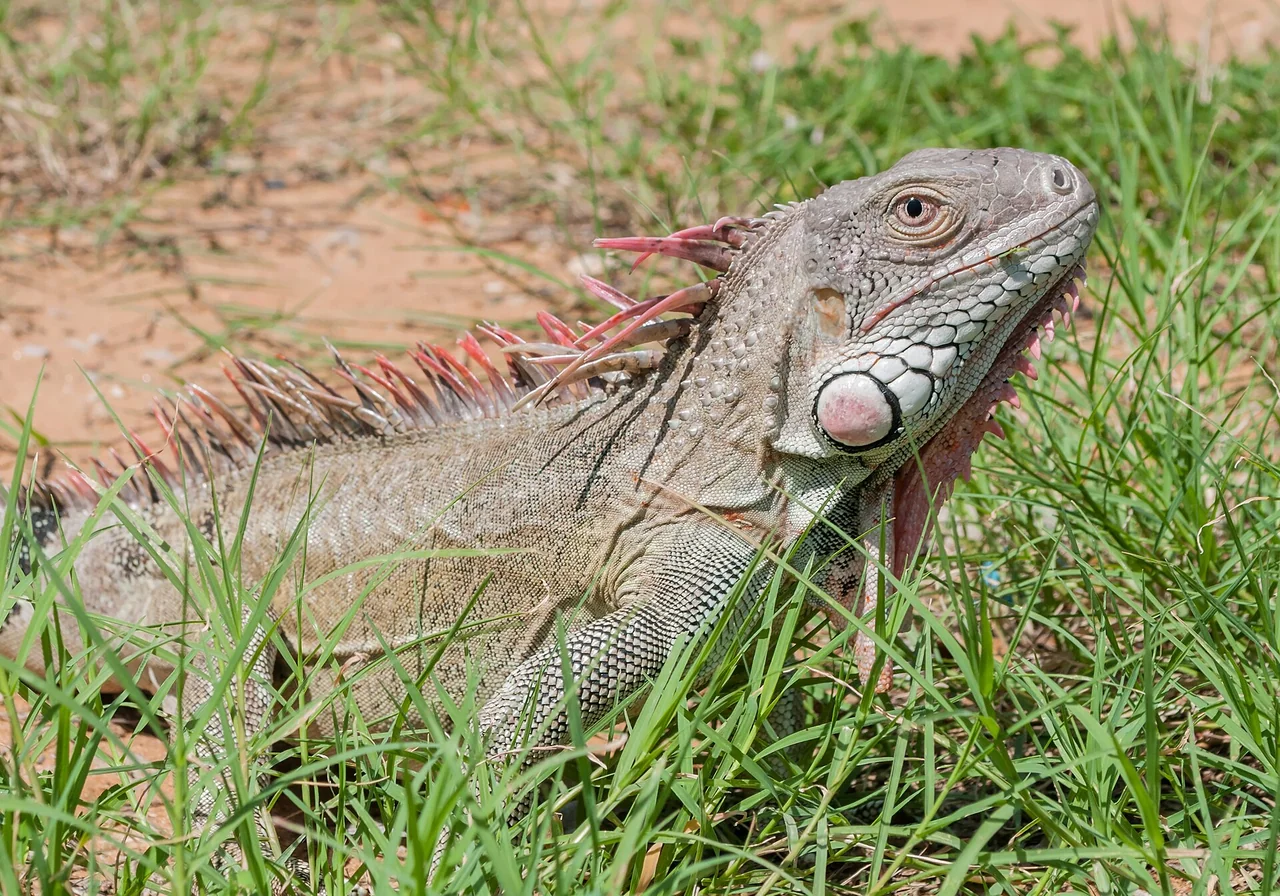 Green Iguana — iguana species