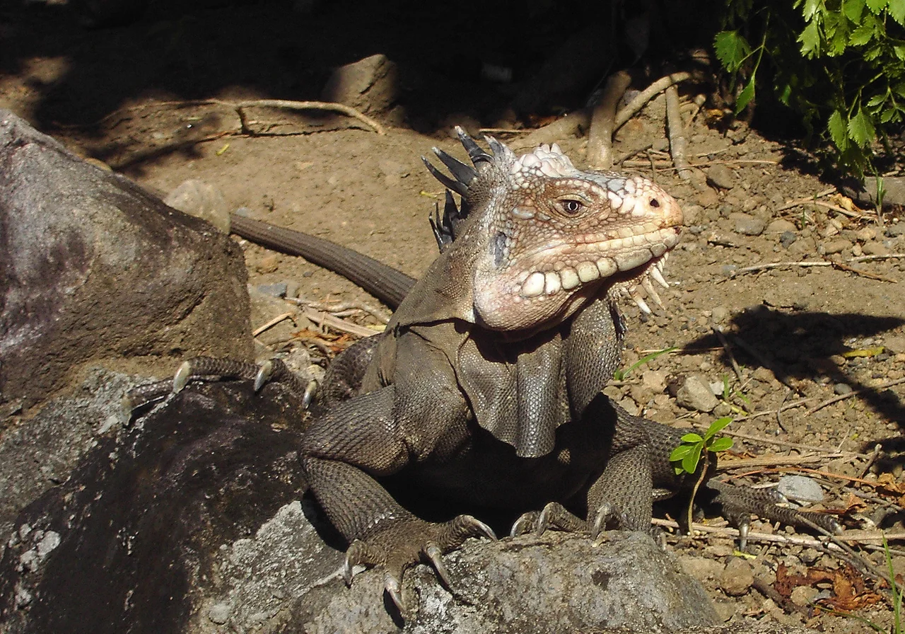 Lesser Antillean Iguana — iguana species