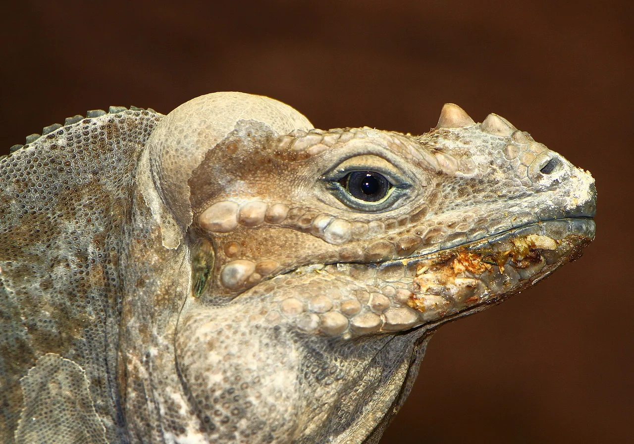 Rhinoceros Iguana — iguana species