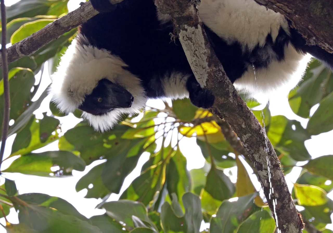 Black-and-white Ruffed Lemur — lemur species