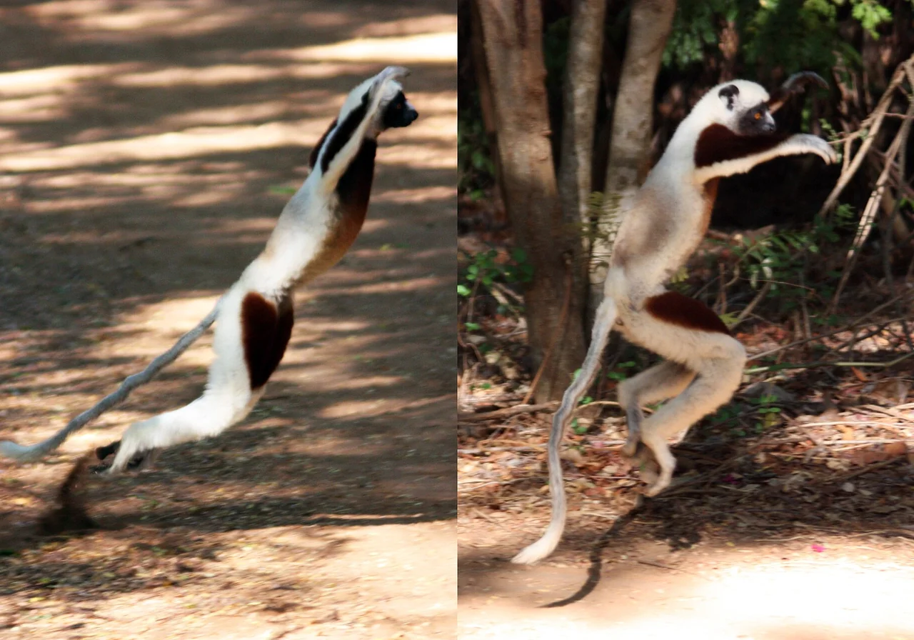 Coquerel's Sifaka — lemur species
