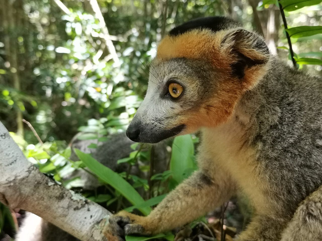Crowned Lemur — lemur species