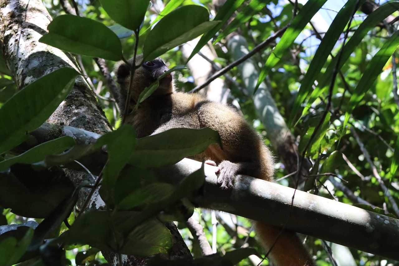 Golden Bamboo Lemur — lemur species