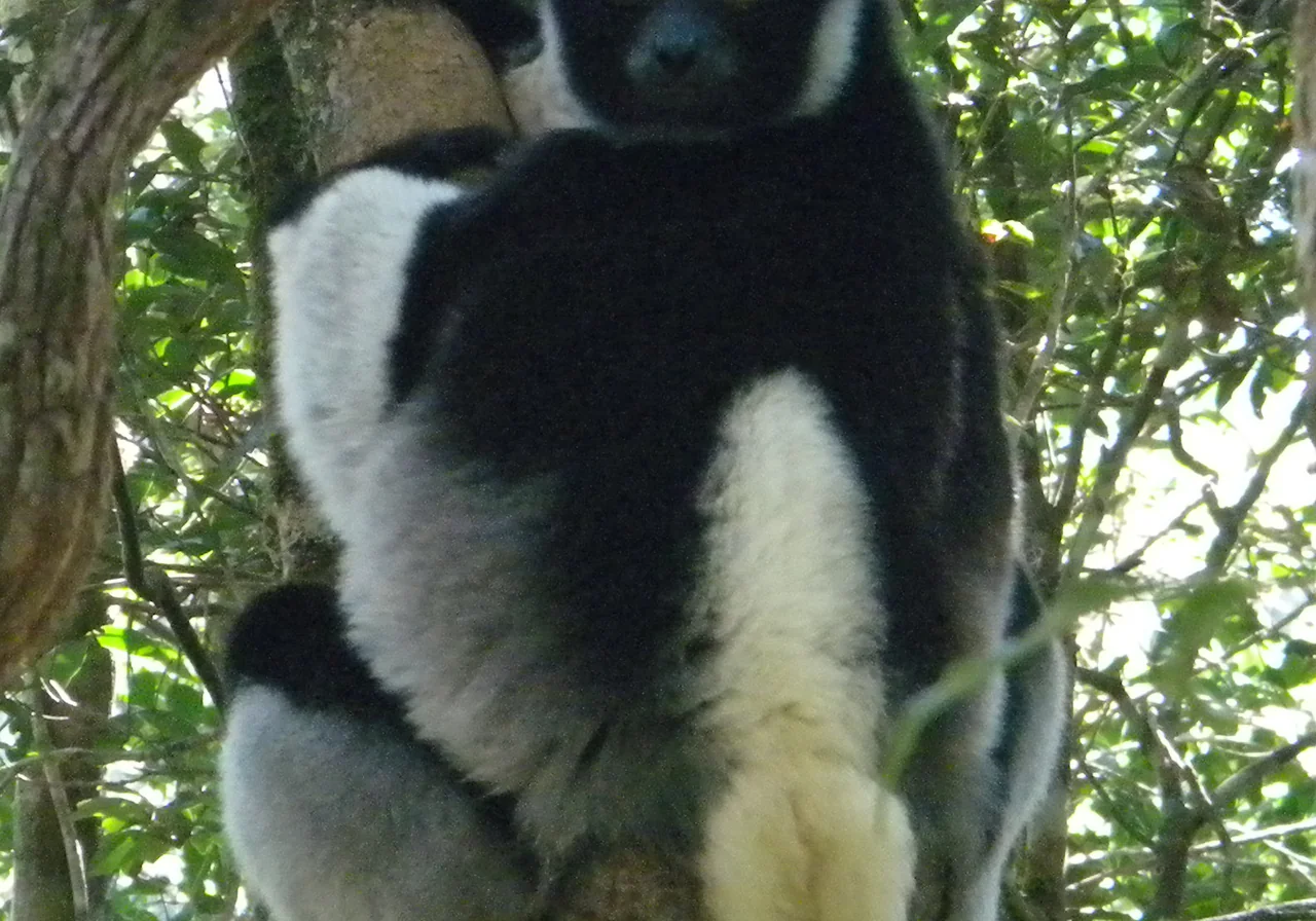 Indri lemur — Largest living lemur — haunting songs echo through rainforest canopy.