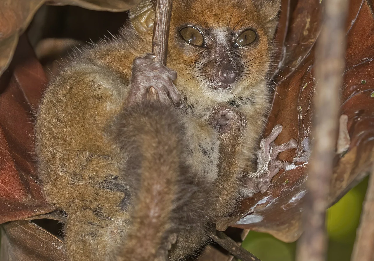 Mouse Lemur — lemur species