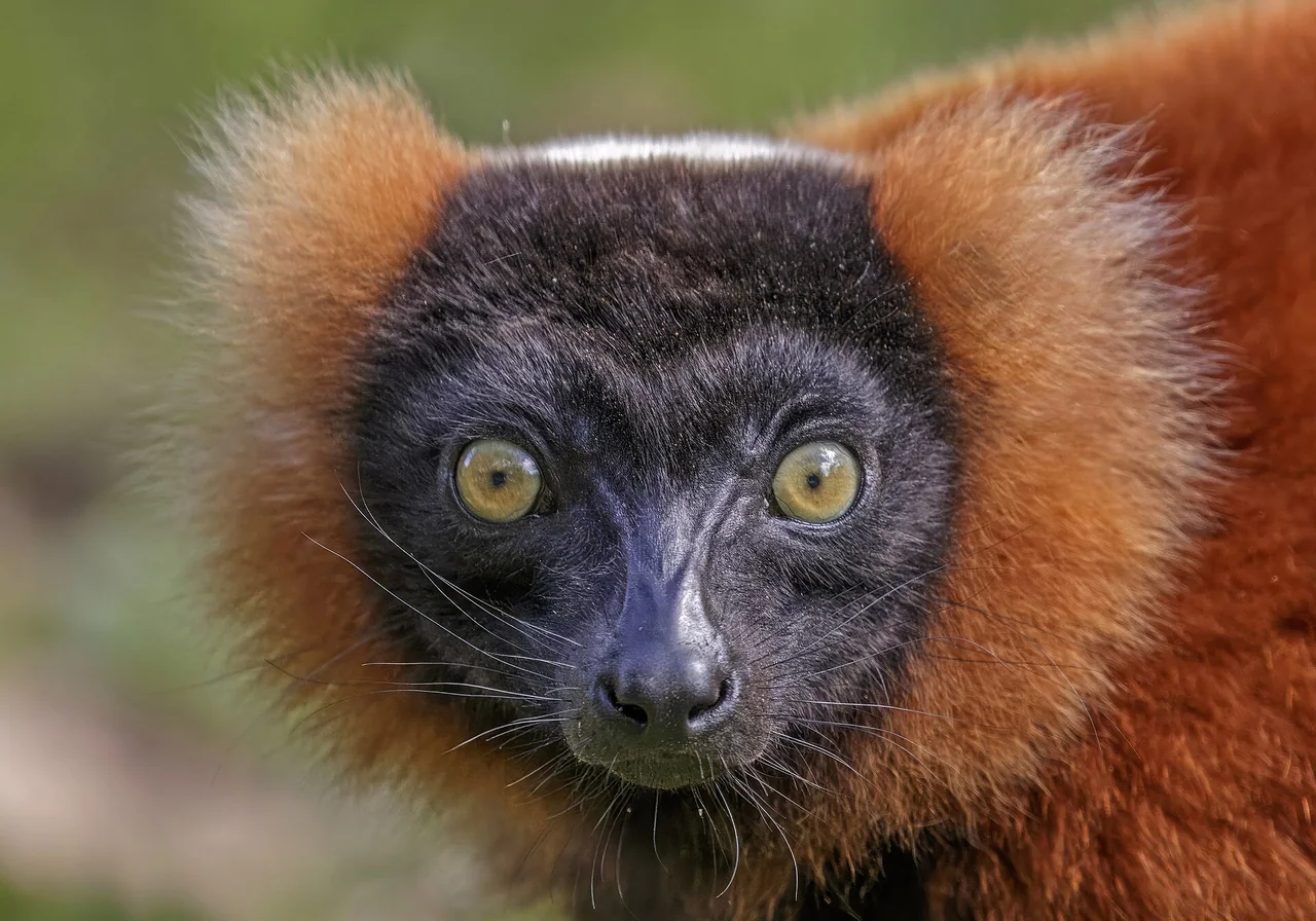 Red Ruffed Lemur — lemur species