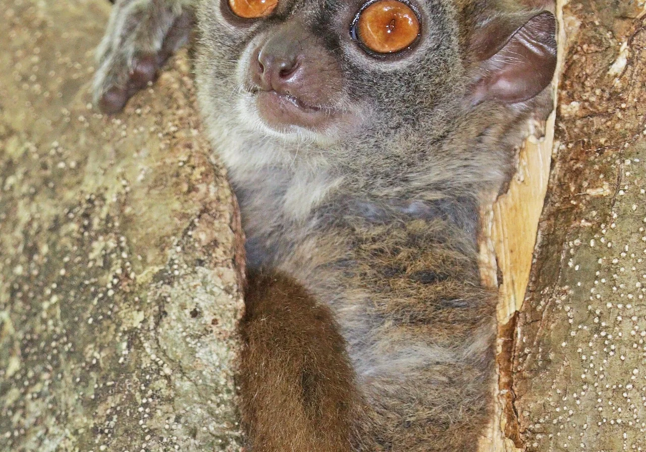 Sportive Lemur — lemur species