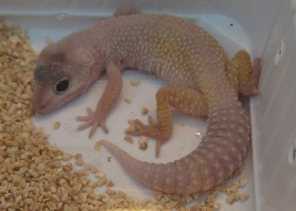 Blizzard — leopard gecko morph