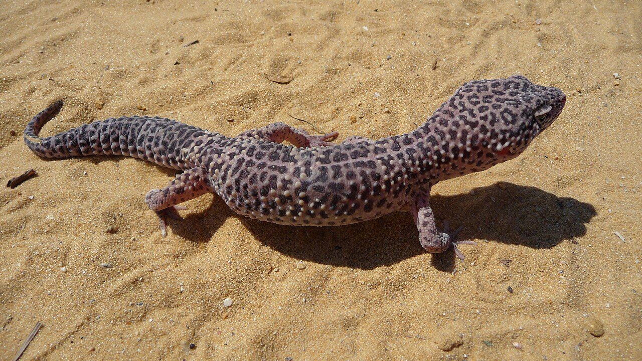 Normal (Wild Type) leopard gecko — The natural form — yellow with black spots and a banded juvenile pattern.
