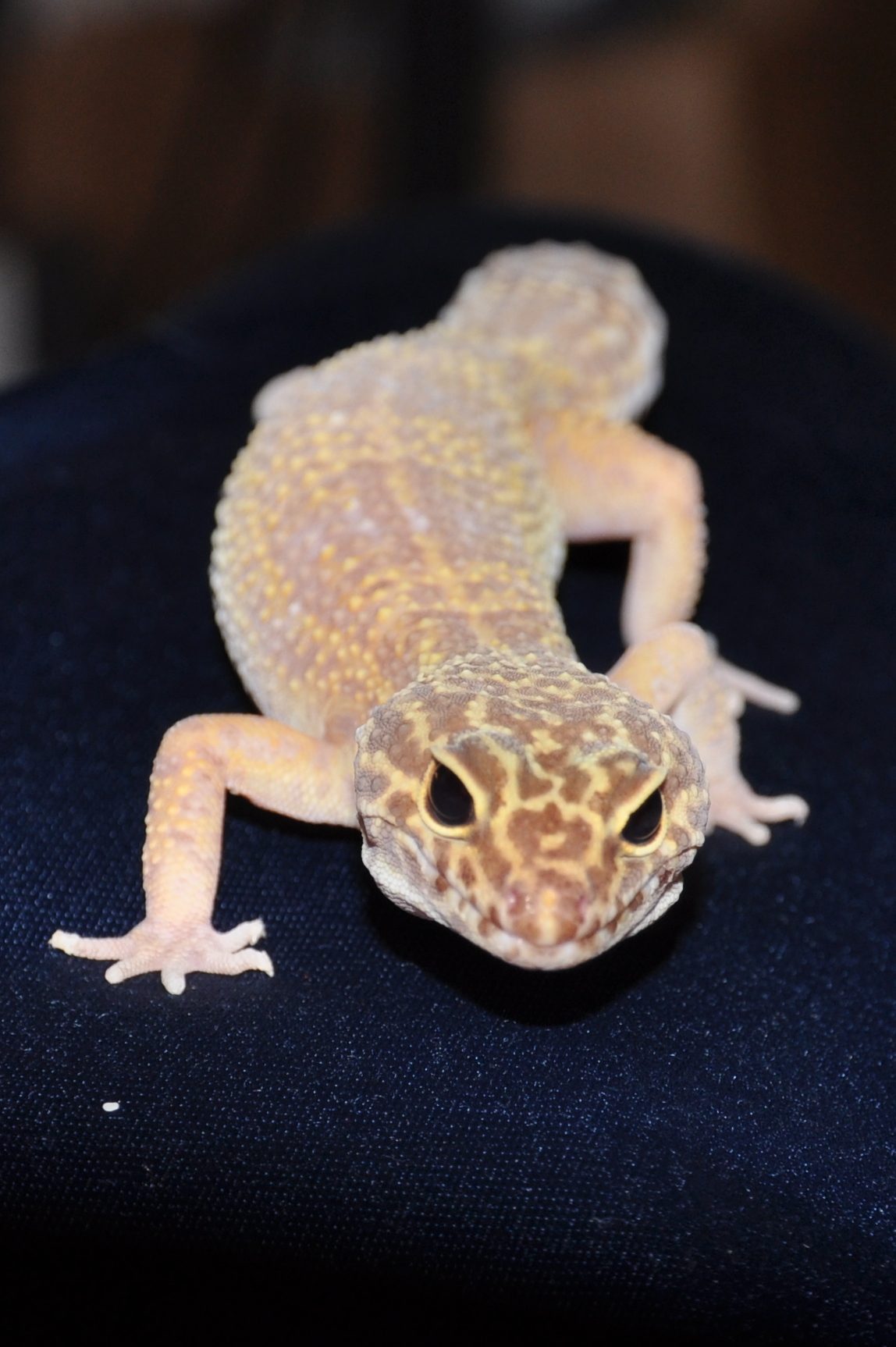 Tremper Albino — leopard gecko morph