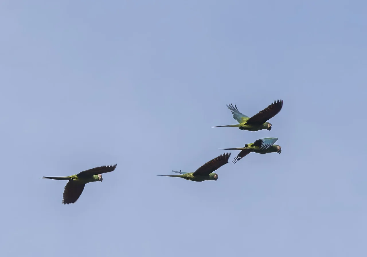 Chestnut-Fronted Macaw — macaw species