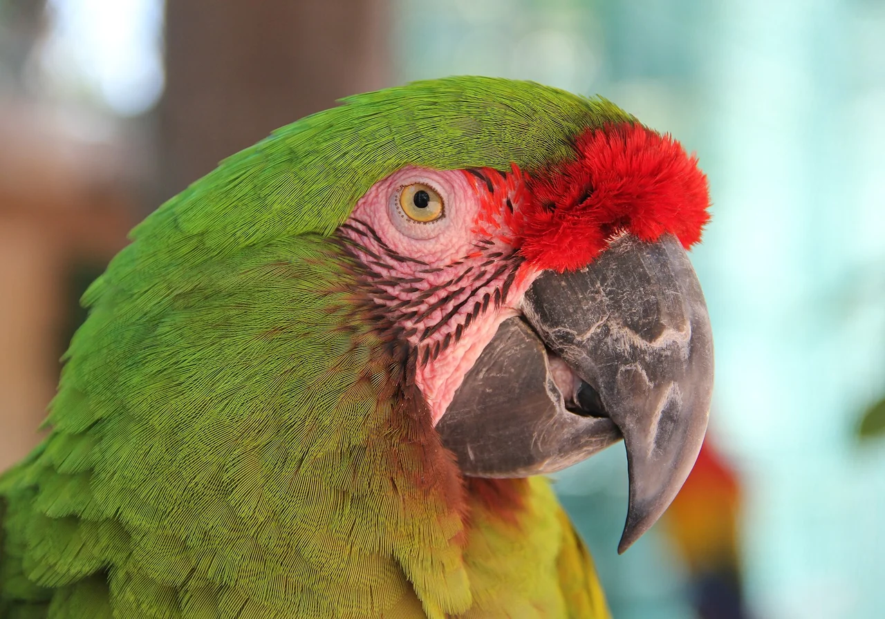 Great Green Macaw — macaw species