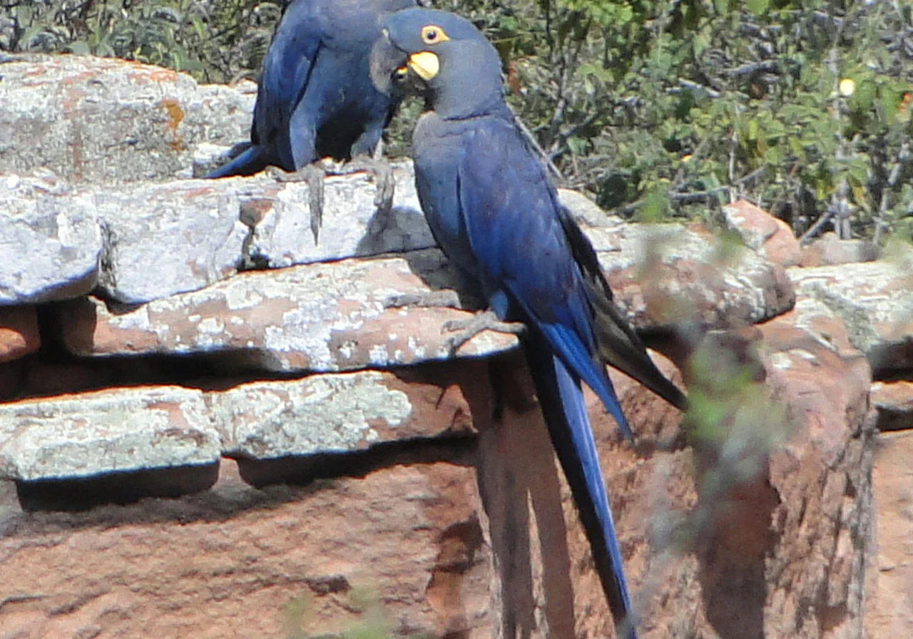 Lear's Macaw macaw — Indigo macaw recovered from near-extinction through intensive conservation.
