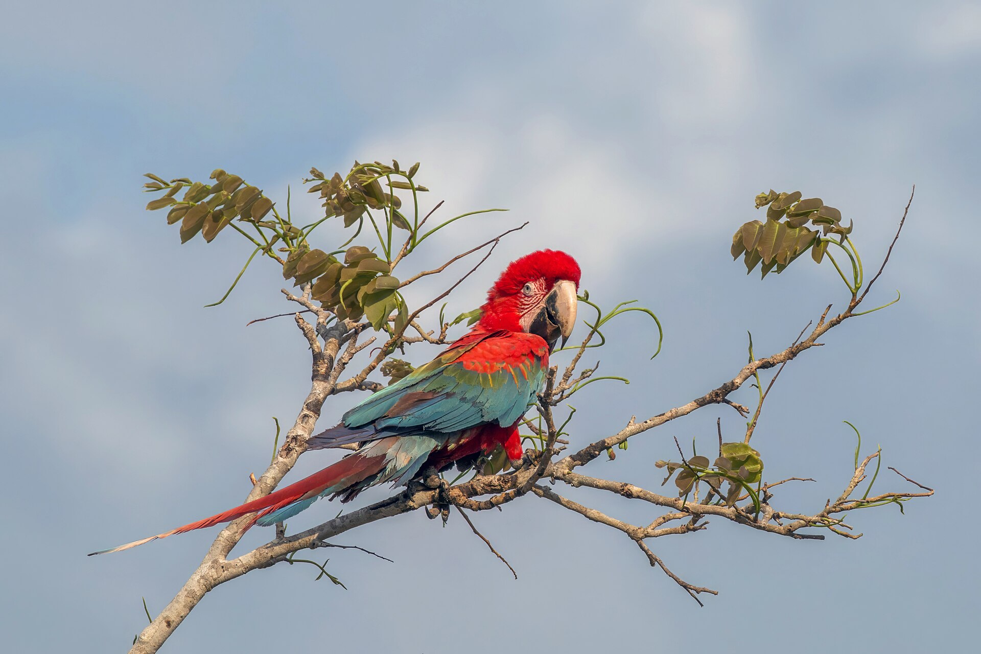 Red-and-Green Macaw — macaw species