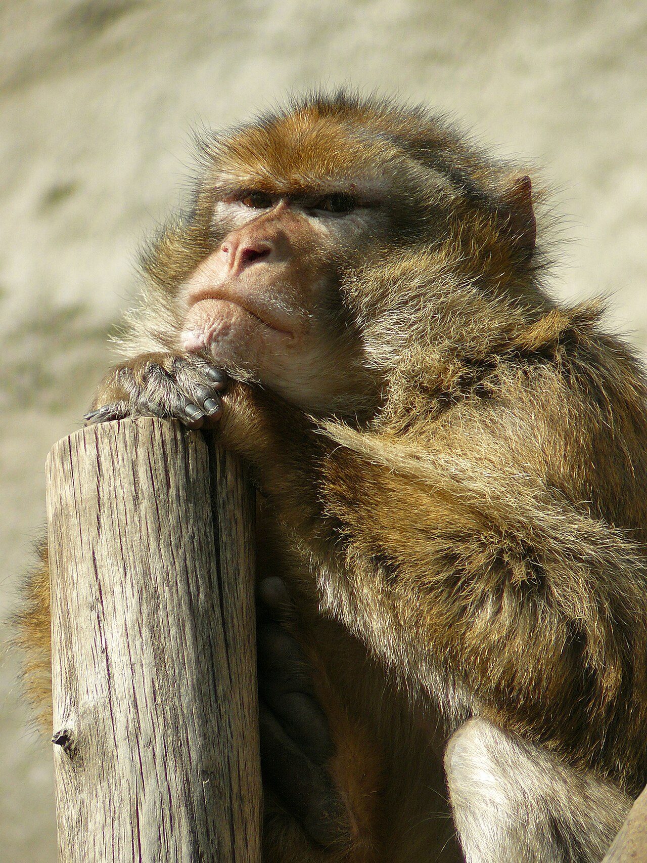 Barbary Macaque — monkey species