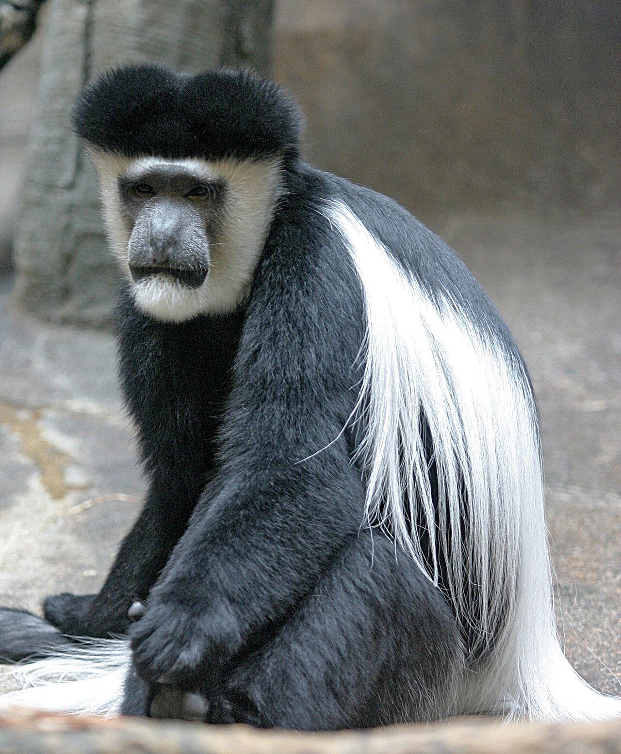 Black-and-White Colobus — monkey species