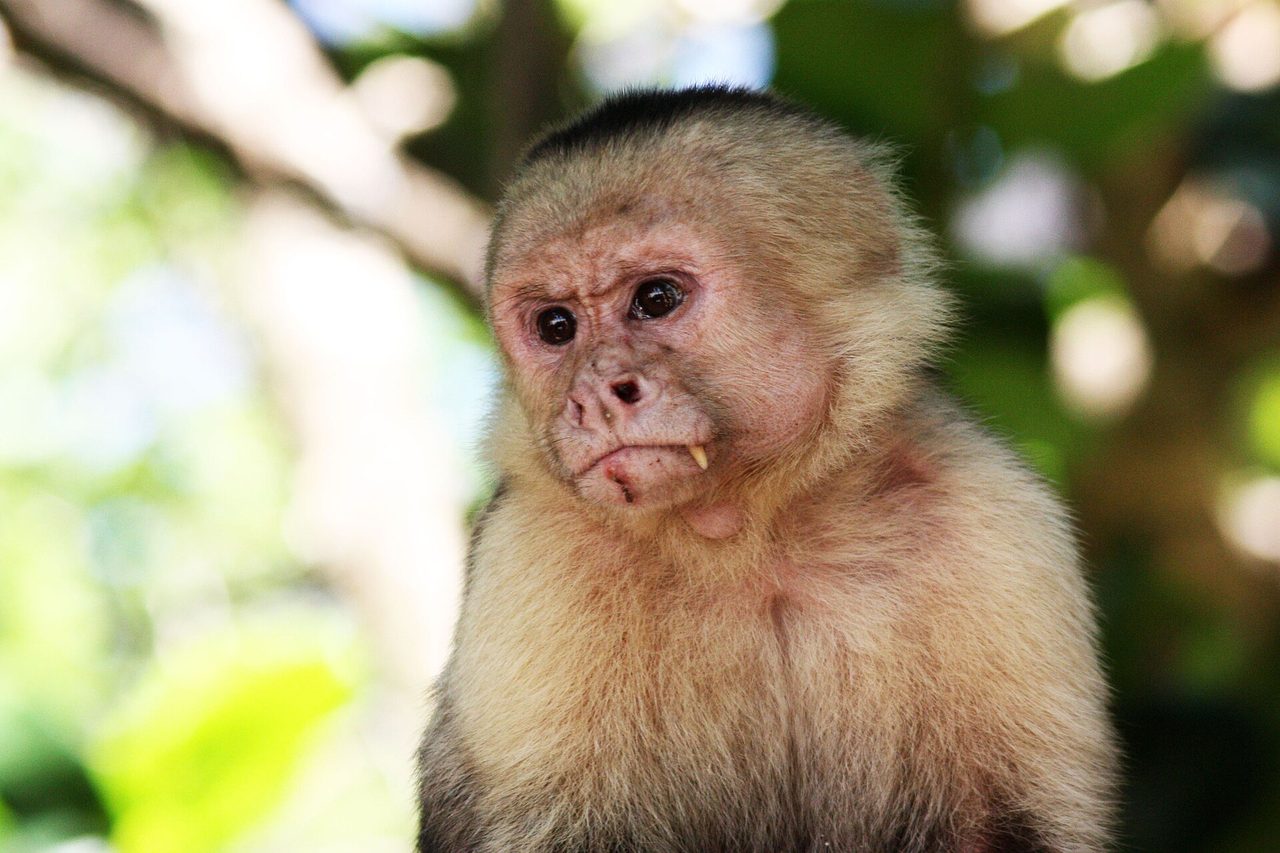 Capuchin Monkey monkey — Intelligent New World monkey — famous for tool use and once exploited as a 'helper' animal.