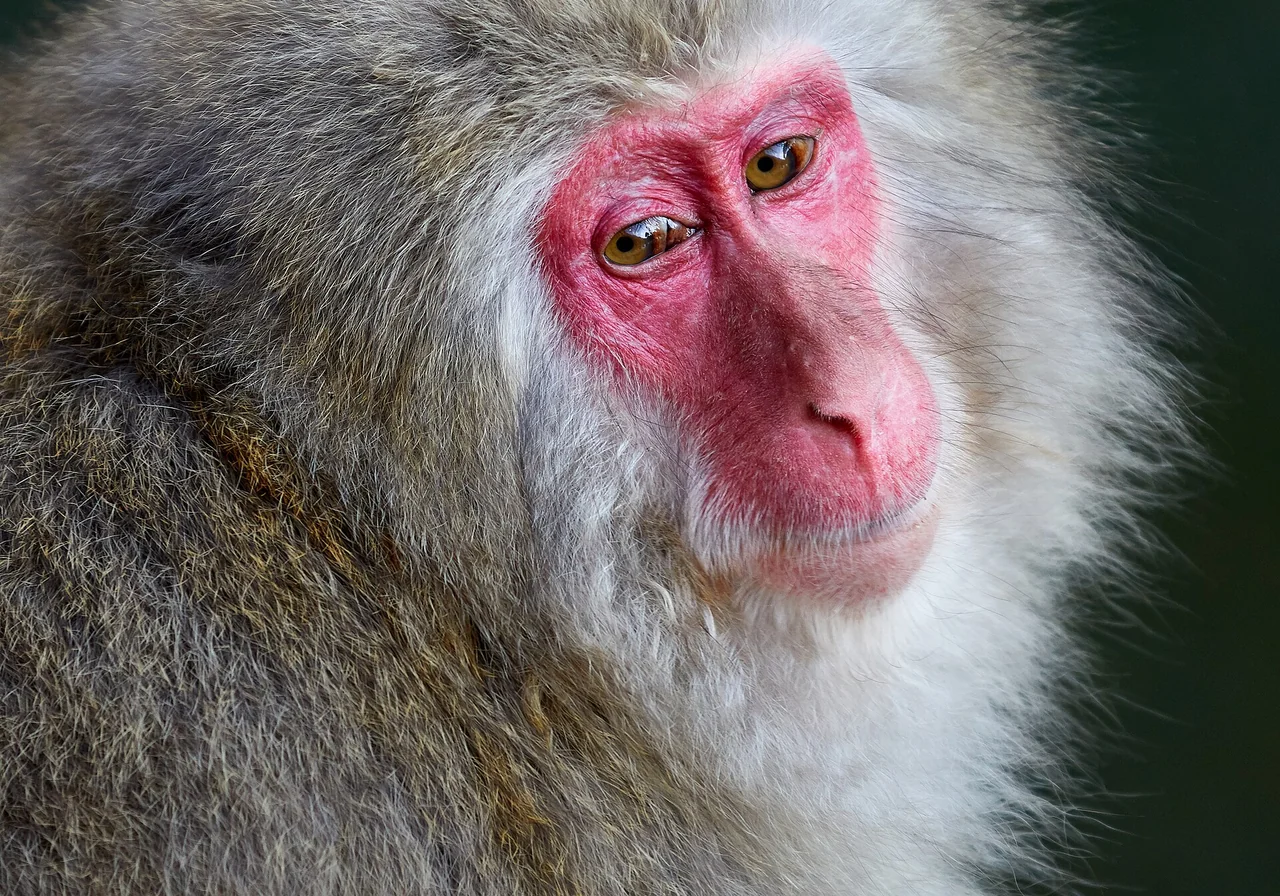 Japanese Macaque — monkey species