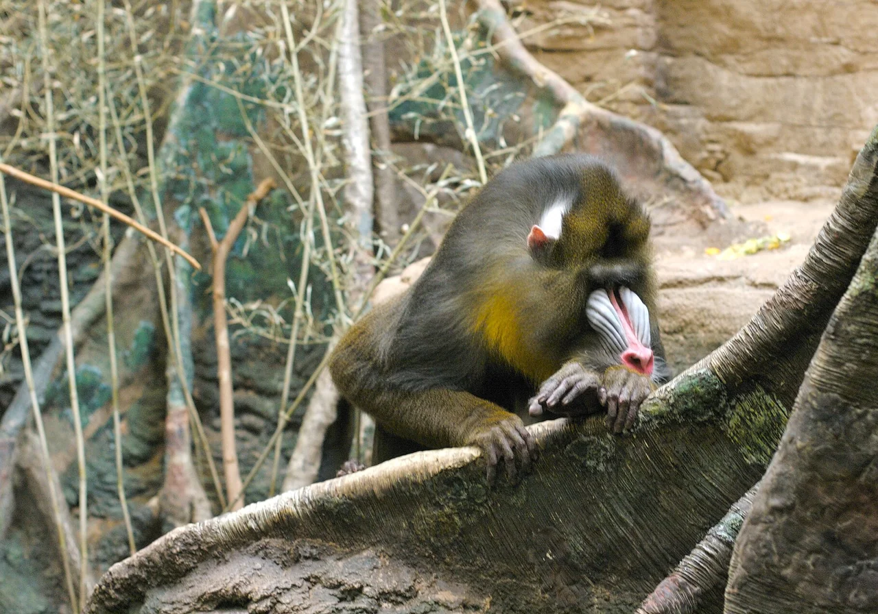 Mandrill — monkey species
